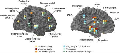 Frontiers | Ovarian steroid hormones: A long overlooked but 